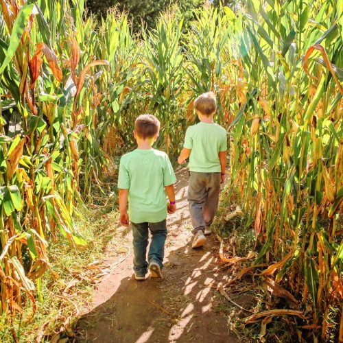 AMFF - two boys in cornmaze smaller image158